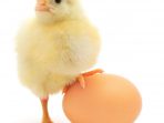 Filosofi Telur Ayam