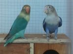 Jual Beli Lovebird Rawan Penipuan