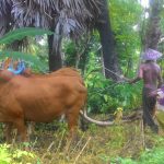 Anangghâlâ Ngangghui Sape, Cara Tradisional Petani Madura Membajak Sawah yang Mulai Ditinggalkan