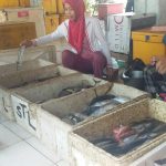 Meski Masih Rendah, 2 Tahun Terakhir Angka Konsumsi Ikan di Pacitan Naik