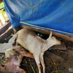 Kambing di Pacitan Mati Misterius, Ini Dugaan Sementara