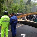 Diguyur Hujan Lebih 1 Jam, Pohon Tumbang Lumpuhkan Jalur Utama Pacitan-Solo