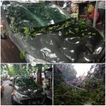 Dua Pohon Tumbang di Sidokumpul Timpa Pengendara Motor dan Mobil