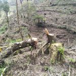LSM Siti Jenar Dukung Langkah KRPH Sumbermalang Laporkan Oknum Perusak Hutan