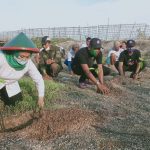 Peduli Lingkungan, Gemati Bersama KarSa Tanam Mangrove di Pantai Joko Desa Lohgong Brondong