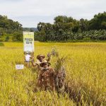 Panen Raya, Inovasi Desa Gagah Tingkatkan Produktivitas Pertanian