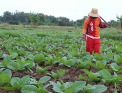 Petani Tembakau di Pamekasan Dimanjakan, Peroleh Bantuan Bibit hingga Alat Pertanian