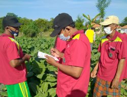 Tingkatkan Pengetahuan Petani, Laksanakan Sekolah Lapang Tembakau