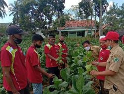 DKPP Pamekasan Fasilitasi Petani Tingkatkan Kualitas Tembakau Melalui SLB