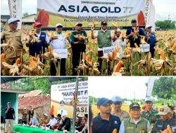 Pemdes Samatan Panen Raya Jagung Asia Gold 77 di Lahan 10 Hektare