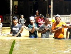 Banjir Sampang Jadi “Wahana” Santri Assirojiyyah Kajuk untuk Tangkap Ular Piton