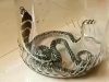 Mengejutkan! Dua Anak Ular Kobra Ditemukan di Rumah Warga di Pamekasan