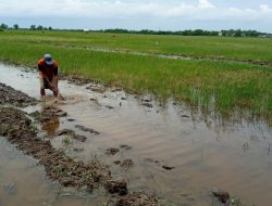 Satu Penyuluh Pertanian di Bangkalan Tangani Tiga Desa, Pendampingan untuk Petani Jadi Terhambat