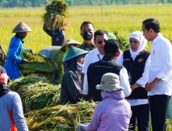 Panen Raya Padi Kabupaten Ngawi Capai 10,5 Ton per Hektare, Tuai Apresiasi dari Presiden Jokowi
