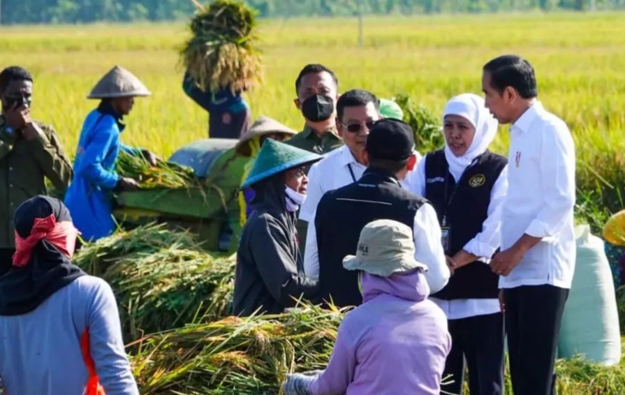 (Dok. Pemprov Jatim) Jokowi turun langsung turut melakukan panen raya padi di Desa Kartoharjo, Kecamatan Ngawi, Kabupaten Ngawi, Sabtu (11/3).