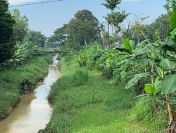 Sungai Milik Provinsi Jawa Timur di Pamekasan Jadi “Kebun” Pisang