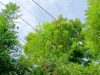 Pohon Nyentuh Kabel Bisa Bikin Gangguan Listrik, PLN Harap Masyarakat Saling Jaga Keandalan