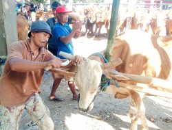 Jelang Iduladha, Pelanggan Salon Sapi di Kota Blitar Meningkat Dua Kali Lipat