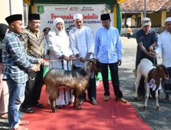 Semarak Iduladha, Dinsos P3A Sumenep Bagikan 30 Hewan Kurban ke Masjid, Musala dan Ormas