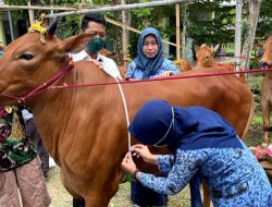 Pengembangan Sapi Madura Bibit Simultan Pamekasan Diganjar Terinovatif II pada Inotek Award Jawa Timur 2023