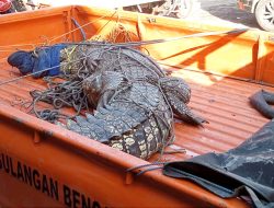 Nelayan di Bangkalan Tangkap Buaya Muara 3 Meter Pakai Jaring Ikan