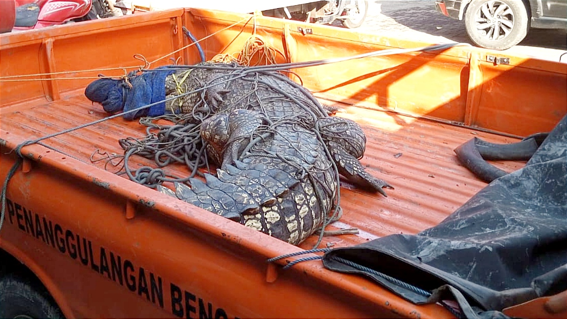 Buaya