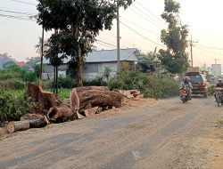 47 Pohon di Sumenep Ditebang demi Pelebaran Jalan, DPRD Desak Dinas PUTR Lakukan Reboisasi! 