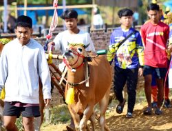 6 Pasang Sapi Kerrab Pamekasan Siap Ikut Piala Presiden 2024, Disporapar Optimis Menang!