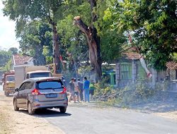 Berdalih Persiapan Karnaval, DLH Sumenep Tebas Dahan Pohon di Jalan Wilis Lenteng