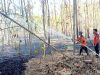 Selama Setengah Bulan, Kebakaran Lahan di Pamekasan Terjadi 15 Kali