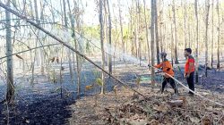 Selama Setengah Bulan, Kebakaran Lahan di Pamekasan Terjadi 15 Kali