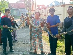 Tangkap Piton 4 Meter, DPKP Sampang: Akan Dilepas Jika Gak Ada yang Mau!