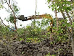 Ratusan Mangrove di Saronggi Sumenep Ditebang, Diduga Pembalakan Liar