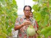 Fakultas Pertanian UNIJA Madura Budidaya Melon Premium: Manis, Lembut dan Renyah!