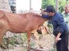 404 Sapi di Pamekasan Terpapar PMK, DKPP Siapkan 60 Petugas untuk Turun ke Peternak