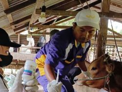 193 Sapi di Bangkalan Terpapar PMK, Disnak Sebut Banyak Kasus yang Tak Dilaporkan