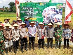 Petani Pamekasan Ikut Panen Raya Serentak, DKPP Target 176.111 Ton Padi di 2025