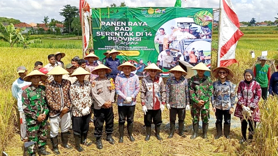 Penen Padi