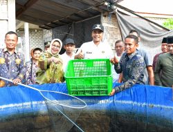 Sesditjendikti Tinjau Budidaya Lele Probiotik, Program Kampus Berdampak UTM
