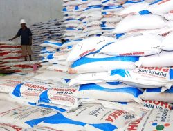 Jatah Dipangkas 10.700 Ton, Petani Sampang Mengeluh Pupuk Bersubsidi Sulit Diakses