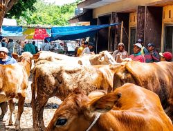 Harga Sapi di Situbondo Naik Jelang Iduladha, Per Ekor Bisa Tembus Rp40 Juta